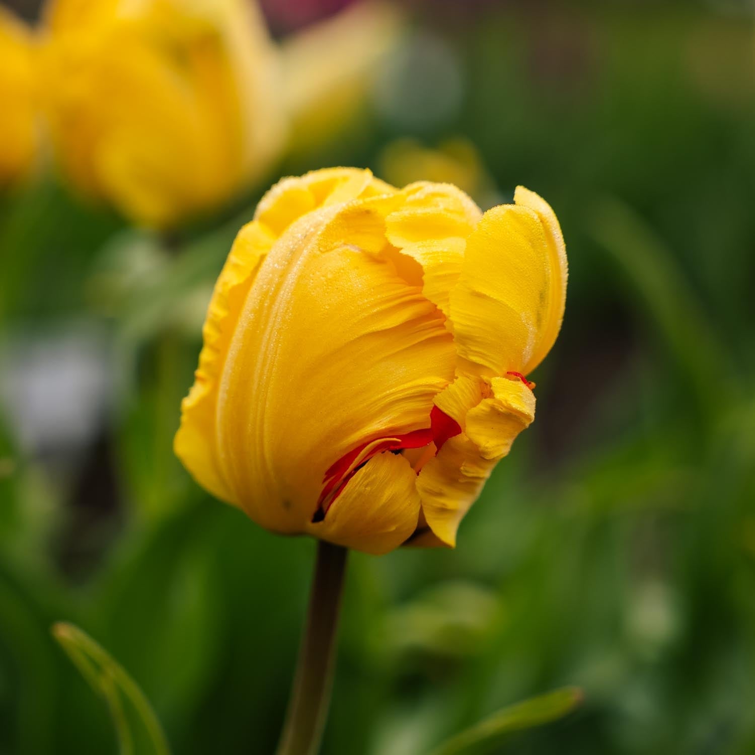 Tulipan 'Eagle Wings'
