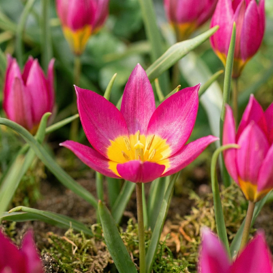 Tulipan 'Eastern Star'