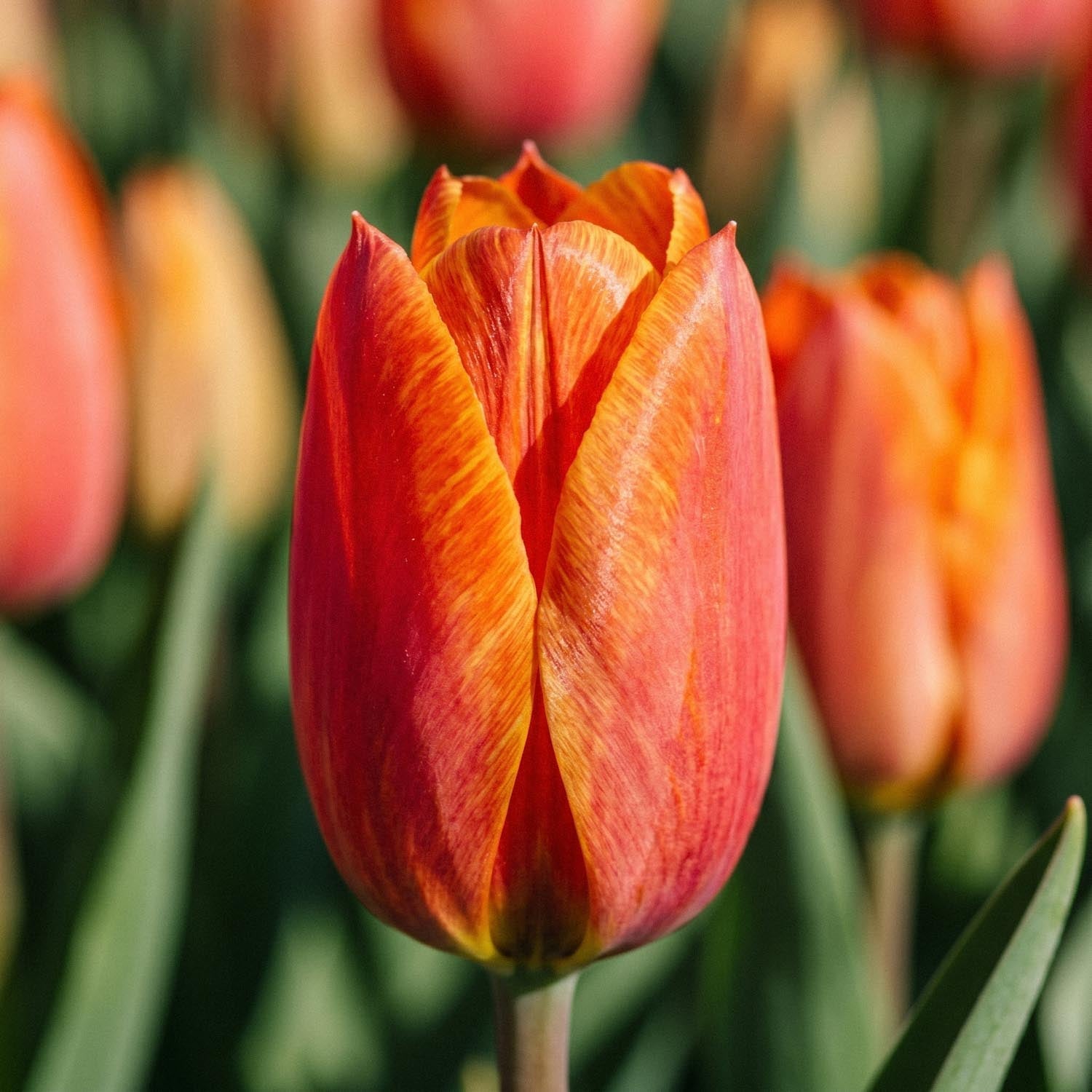 Tulipan 'El Nino'