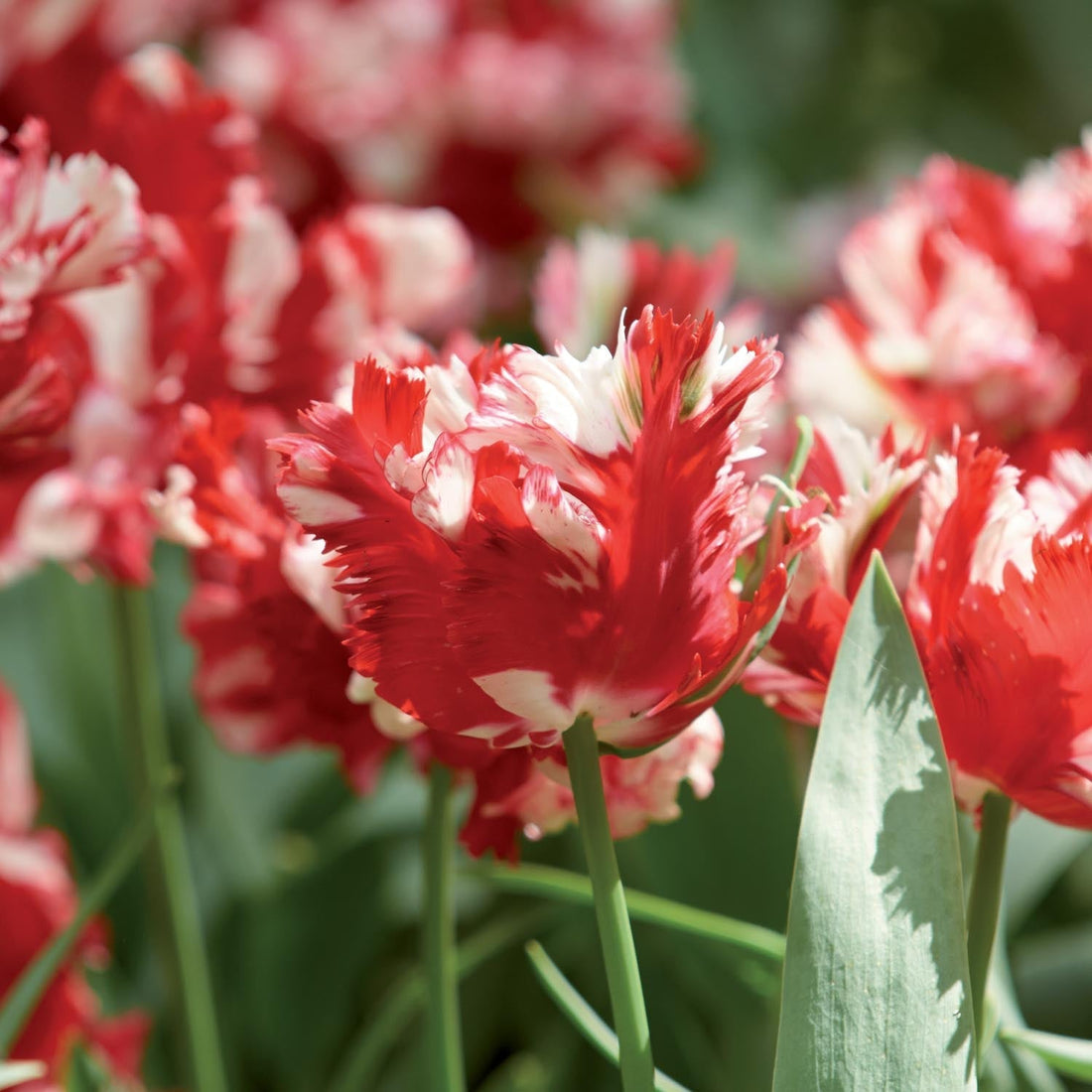 Tulipan 'Estella Rijnveld'