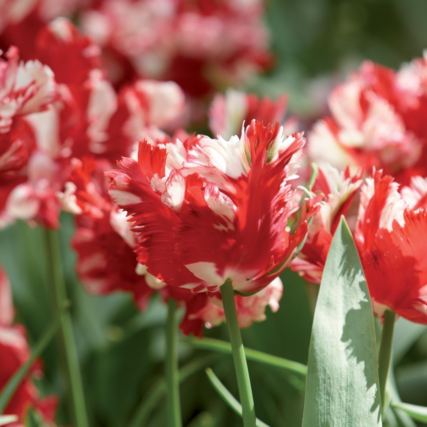 Tulipan 'Estella Rijnveld'