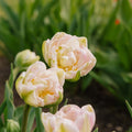 Tulipan 'Finola'