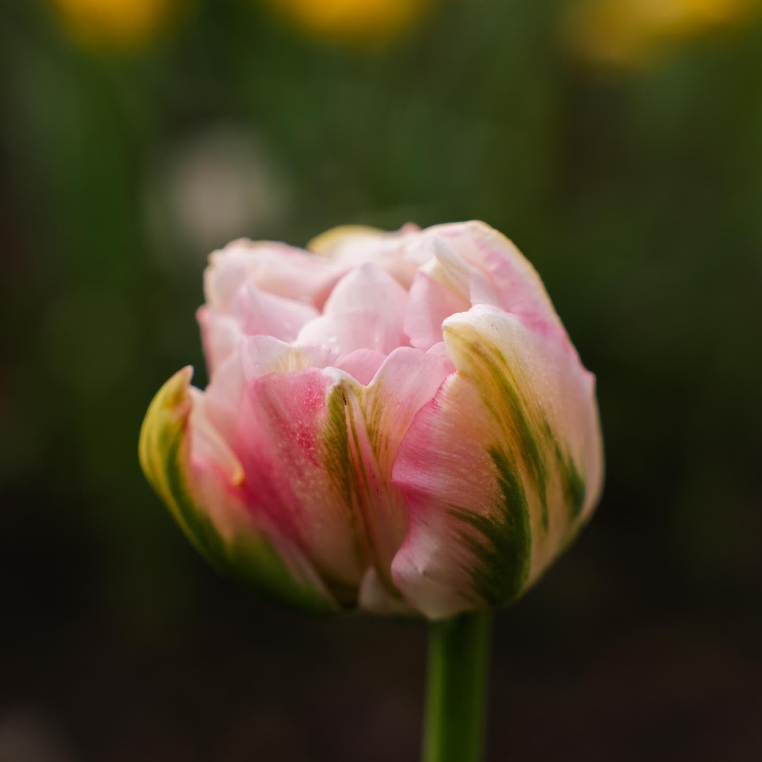 Tulipan 'Finola'
