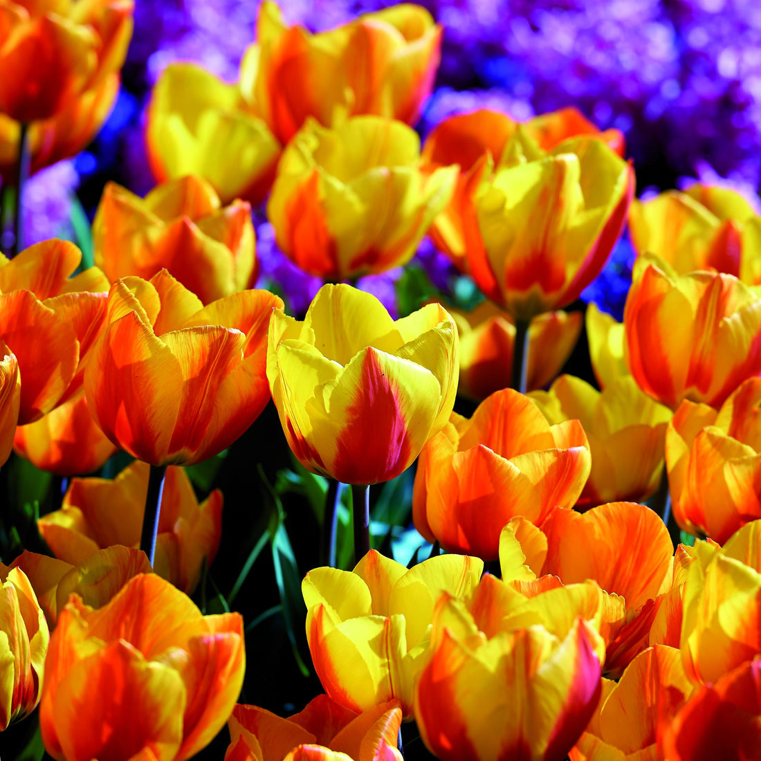 Tulipan 'Flair'