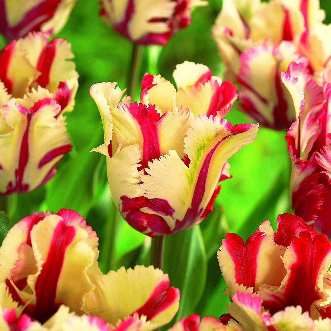Tulipan 'Flaming Parrot'