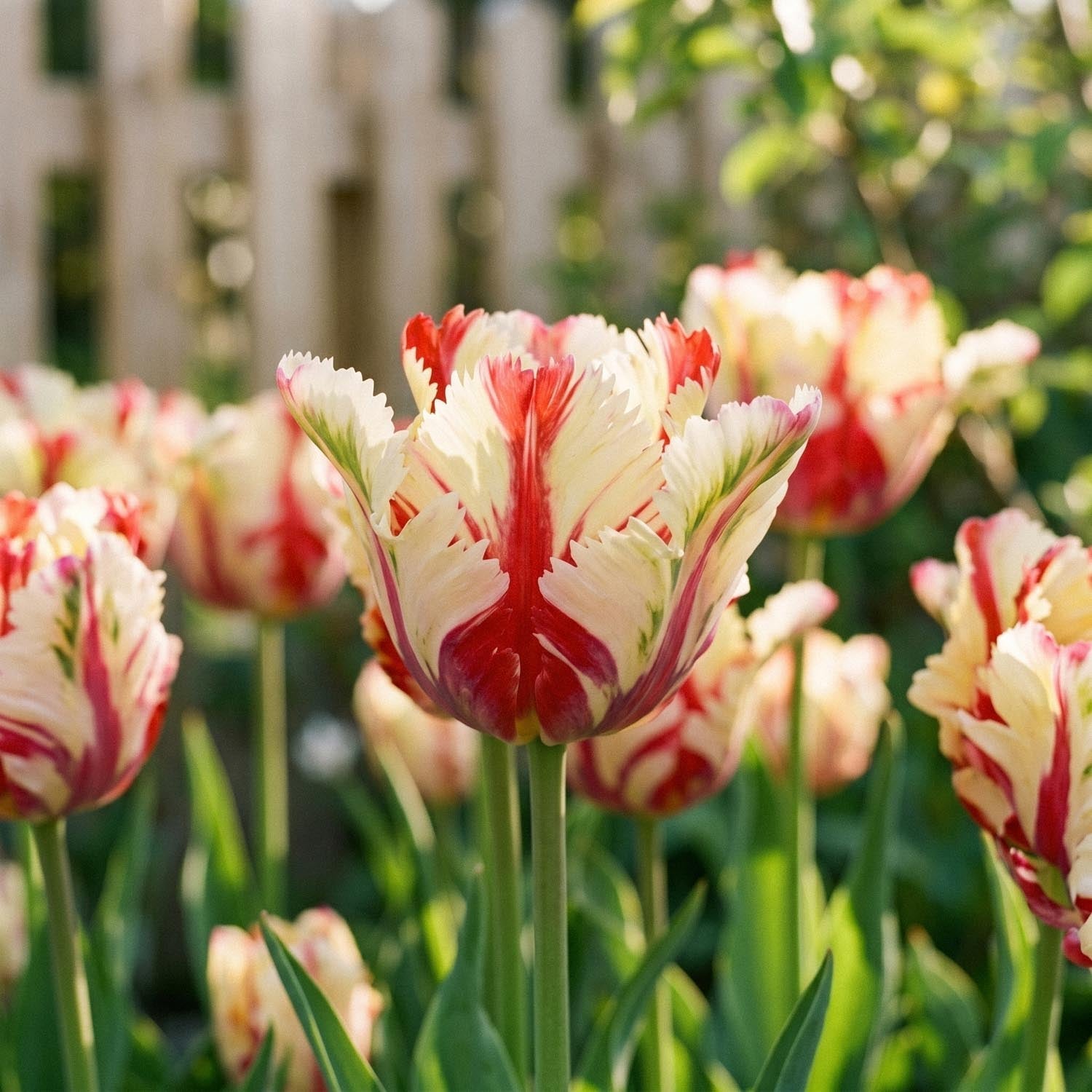 Tulipan 'Flaming Parrot'