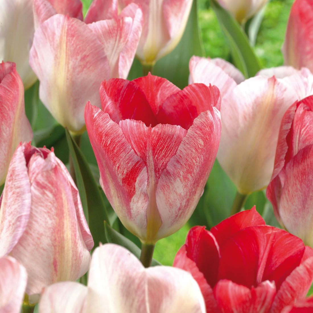 Tulipan 'Flaming Purissima'