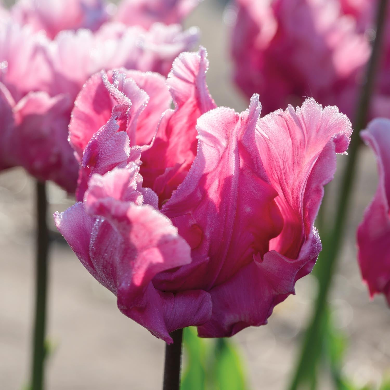 Tulipan 'Flamingo Queen'