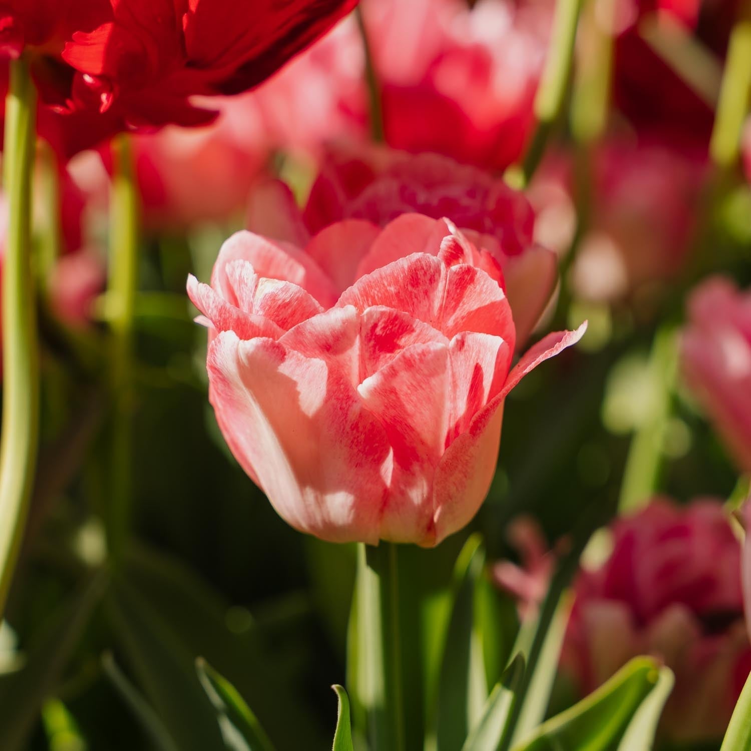 Tulipan 'Foxtrot'