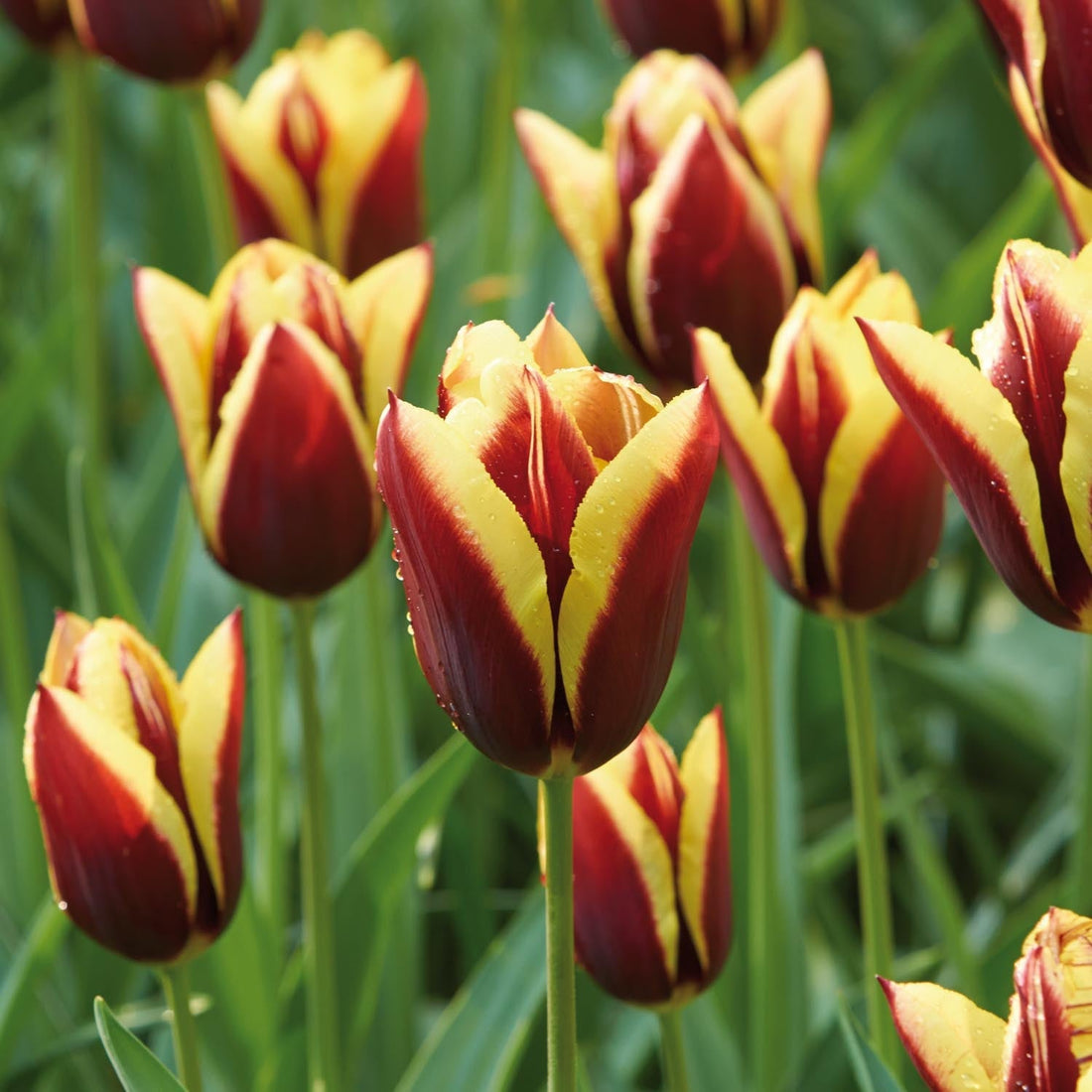 Tulipan 'Gavota'