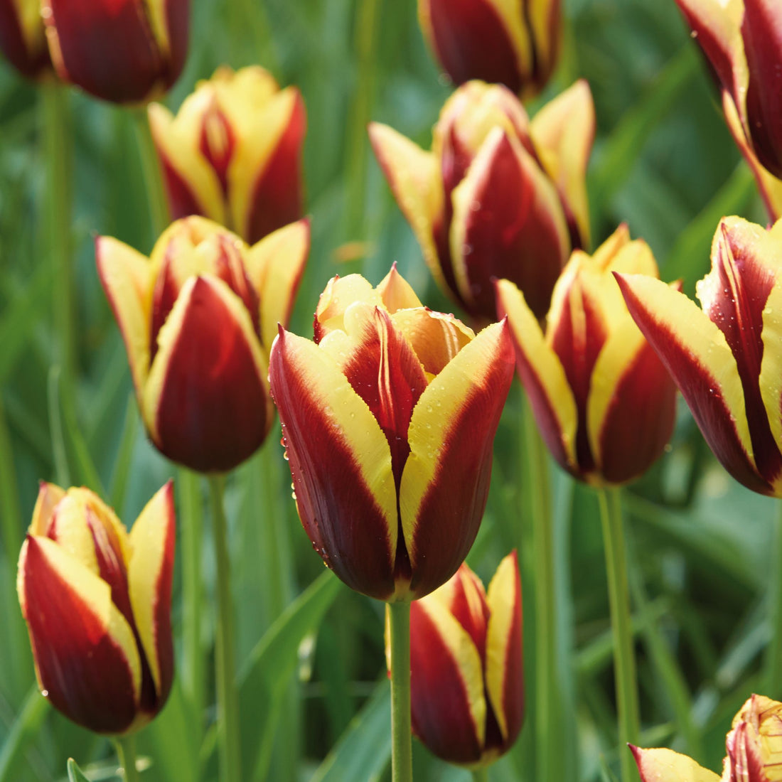 Tulipan 'Gavota'
