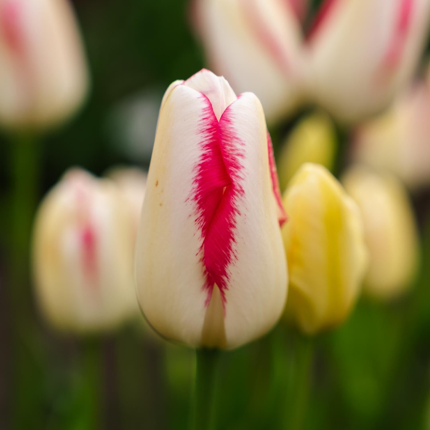 Tulipan 'Graceland'