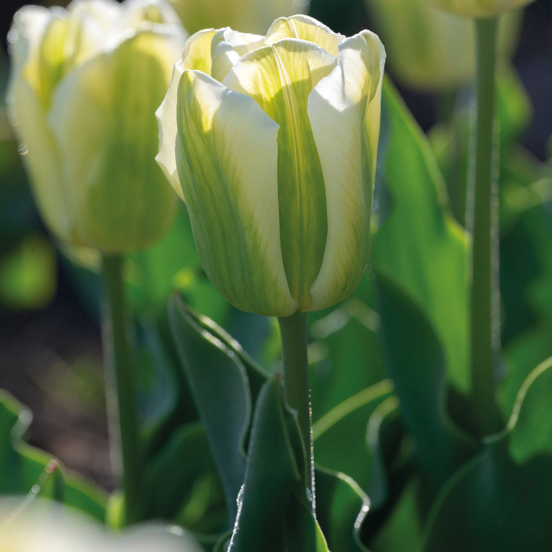 Tulipan 'Green Spirit'