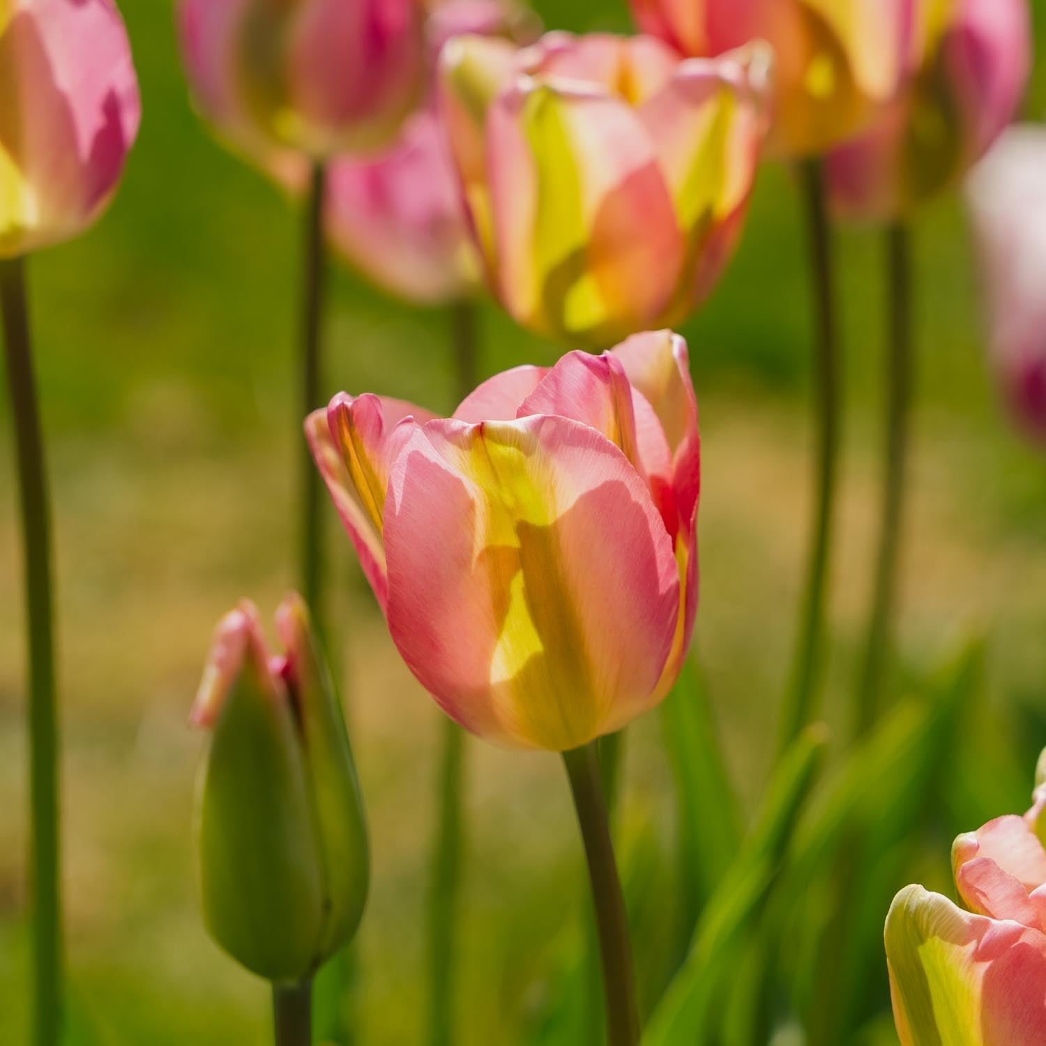Tulipan 'Groenland'