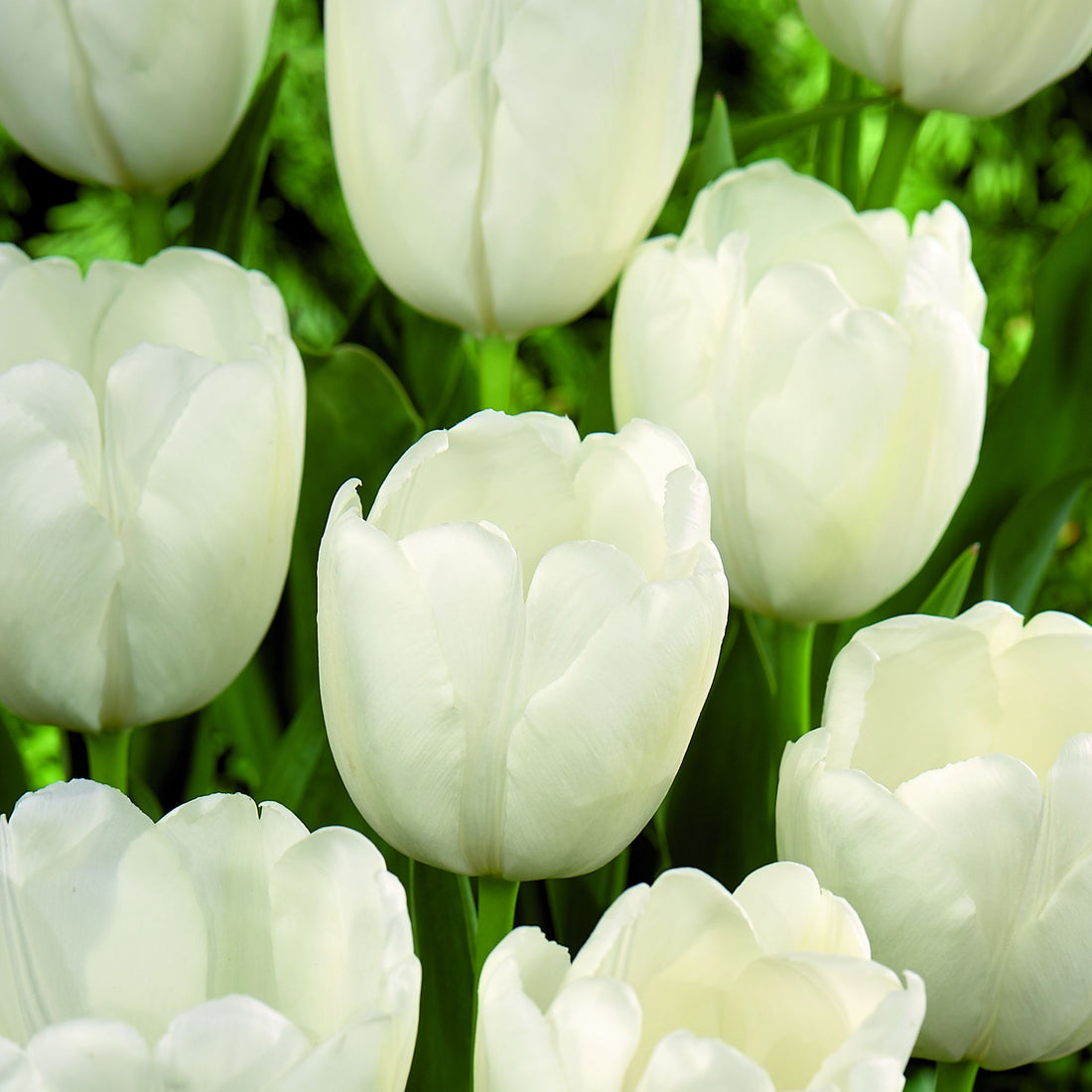 Tulipan 'Hakuun'