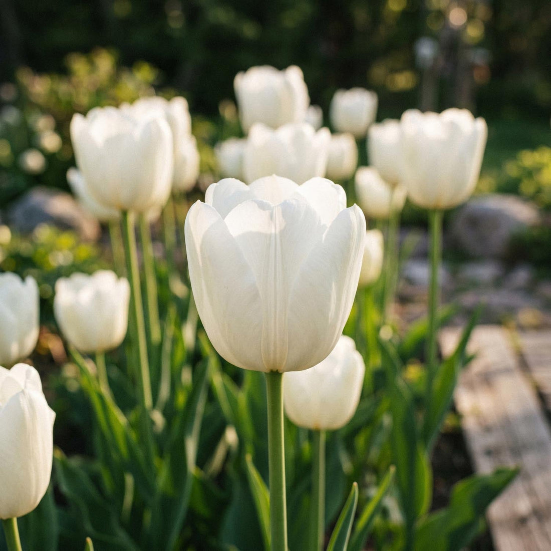 Tulipan 'Hakuun'