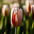 Tulipan 'Happy Generation'