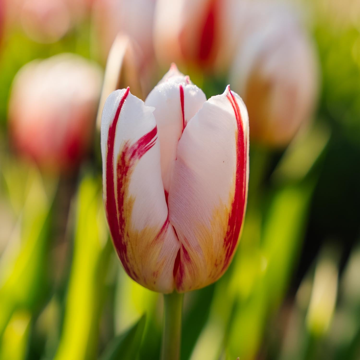 Tulipan 'Happy Generation'
