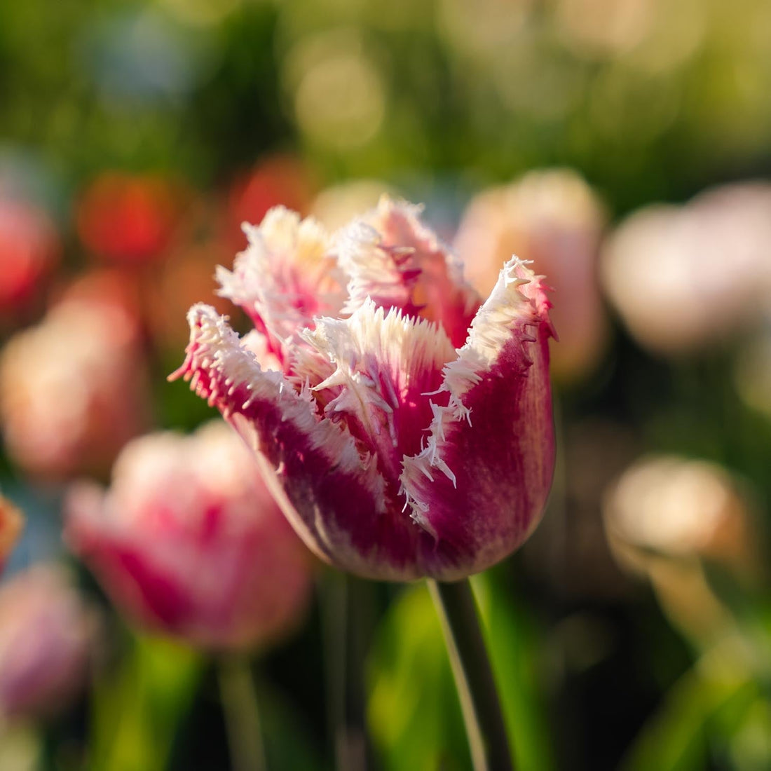 Tulipan 'Hawaii'