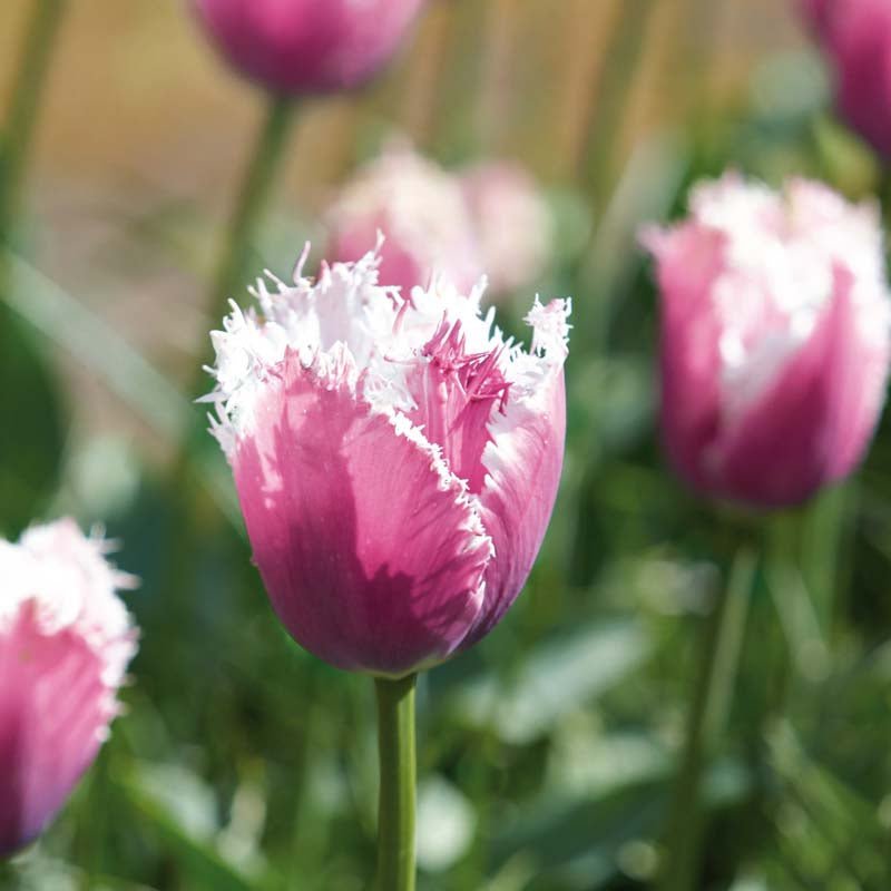 Tulipan 'Hawaii'