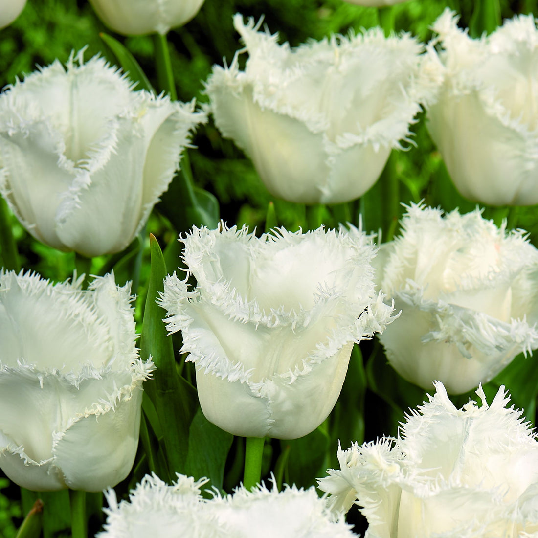 Tulipan 'Honeymoon'