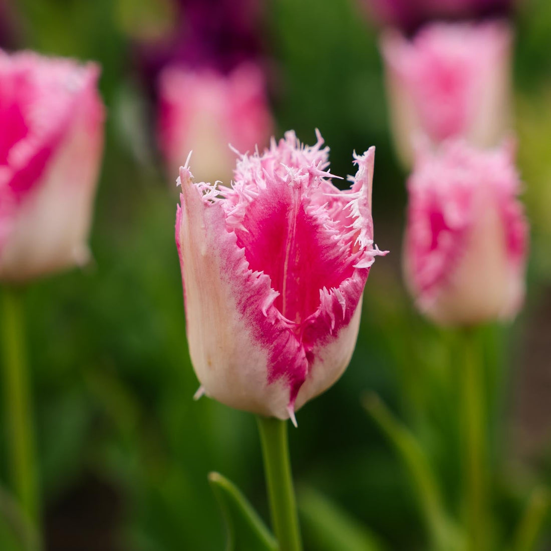 Tulipan 'Huis Ten Bosch'