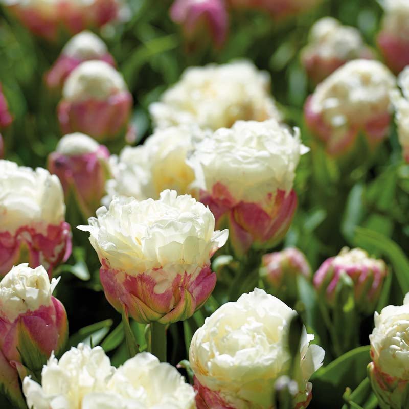 Tulipan 'Ice Cream'