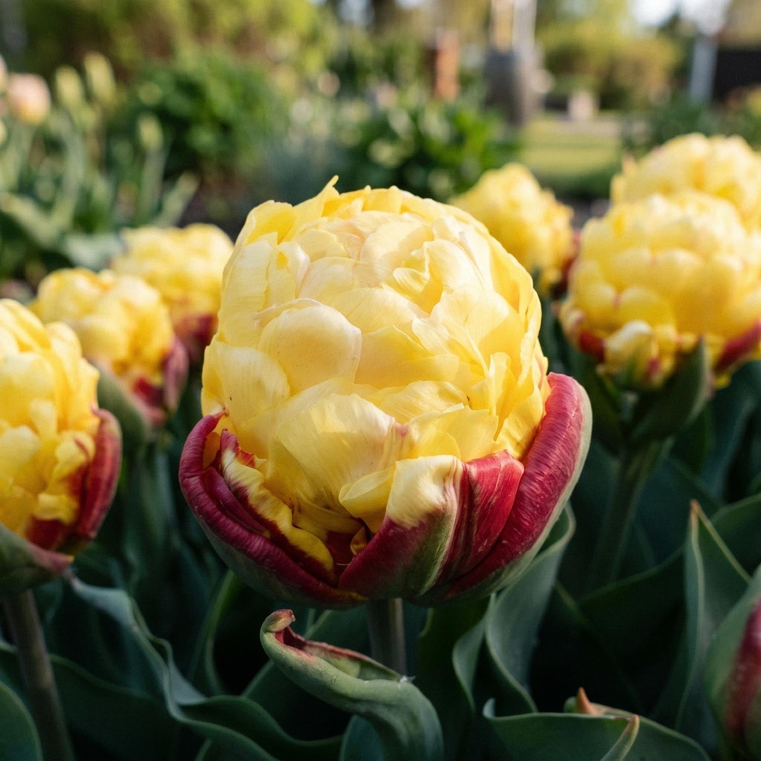 Tulipan 'Ice Cream Lemon'