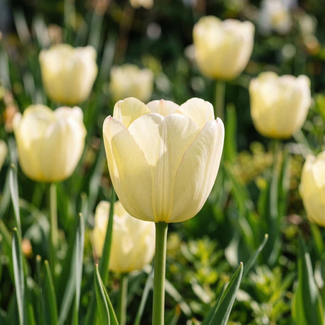 Tulipan 'Ivory Floradale'