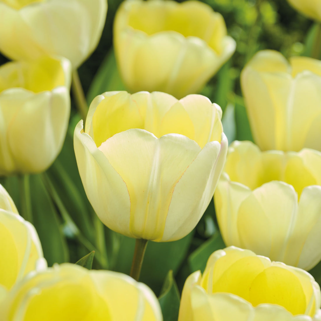 Tulipan 'Ivory Floradale'