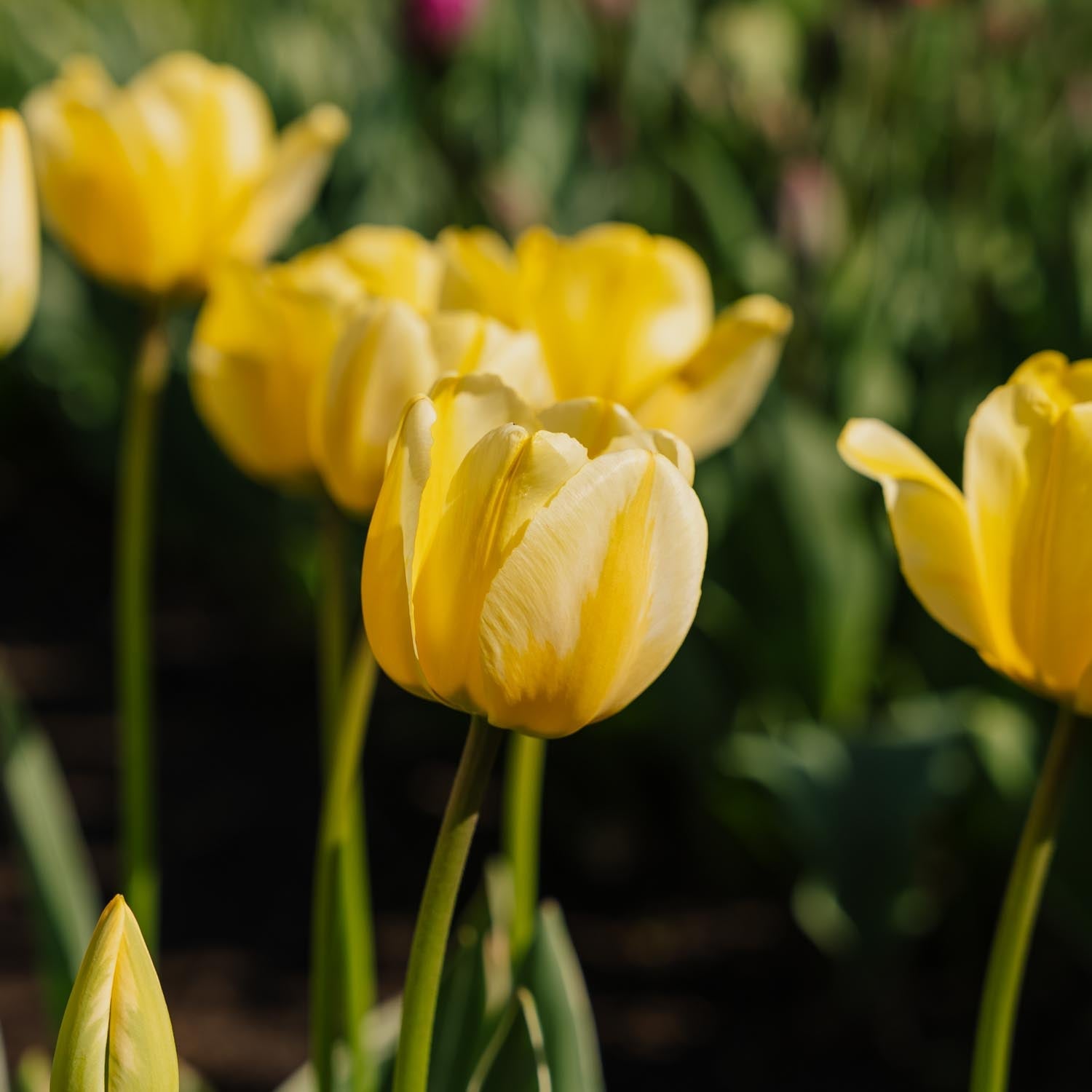 Tulipan 'Jaap Groot'
