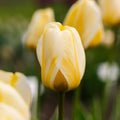 Tulipan 'Jaap Groot'