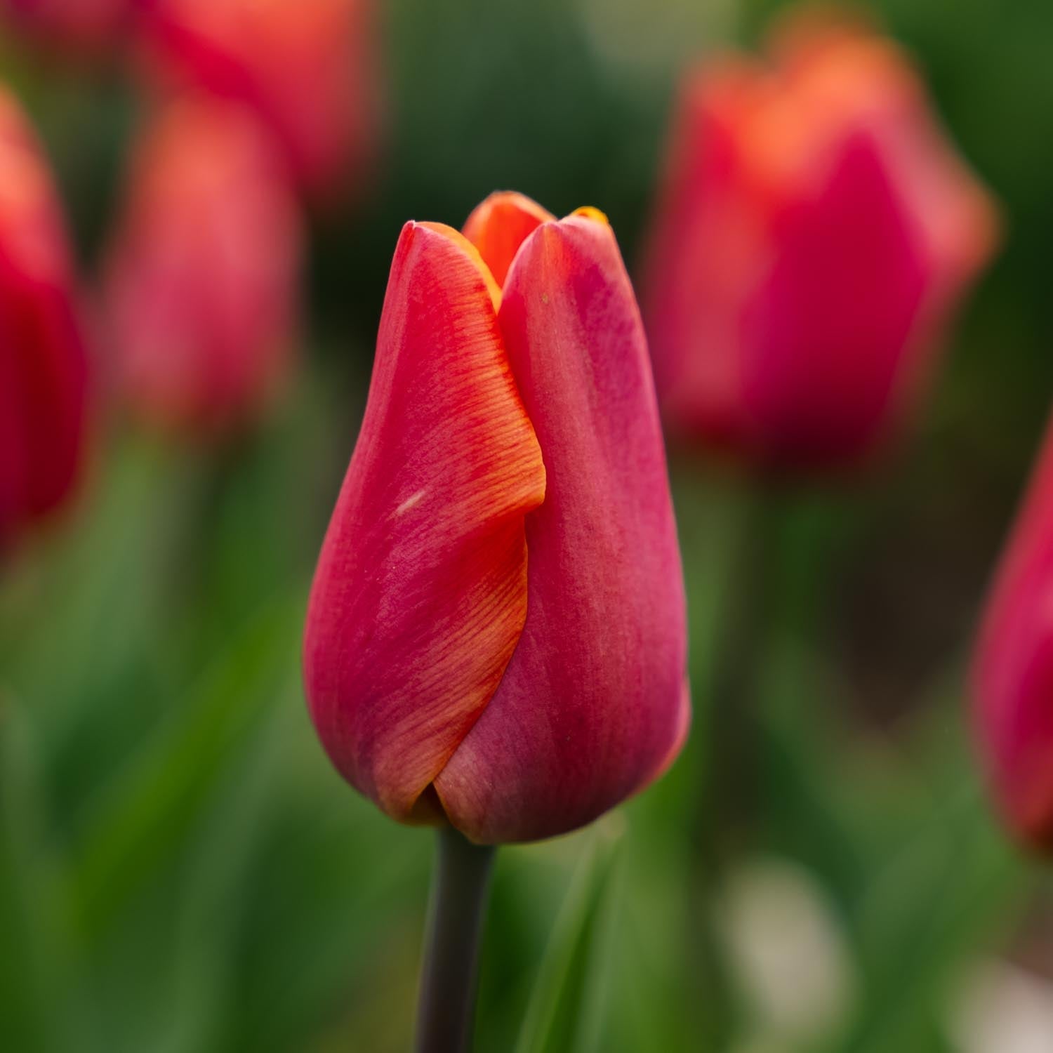 Tulipan 'Jimmy'
