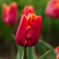 Tulipan 'Jimmy'
