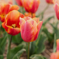 Tulipan 'Jimmy'