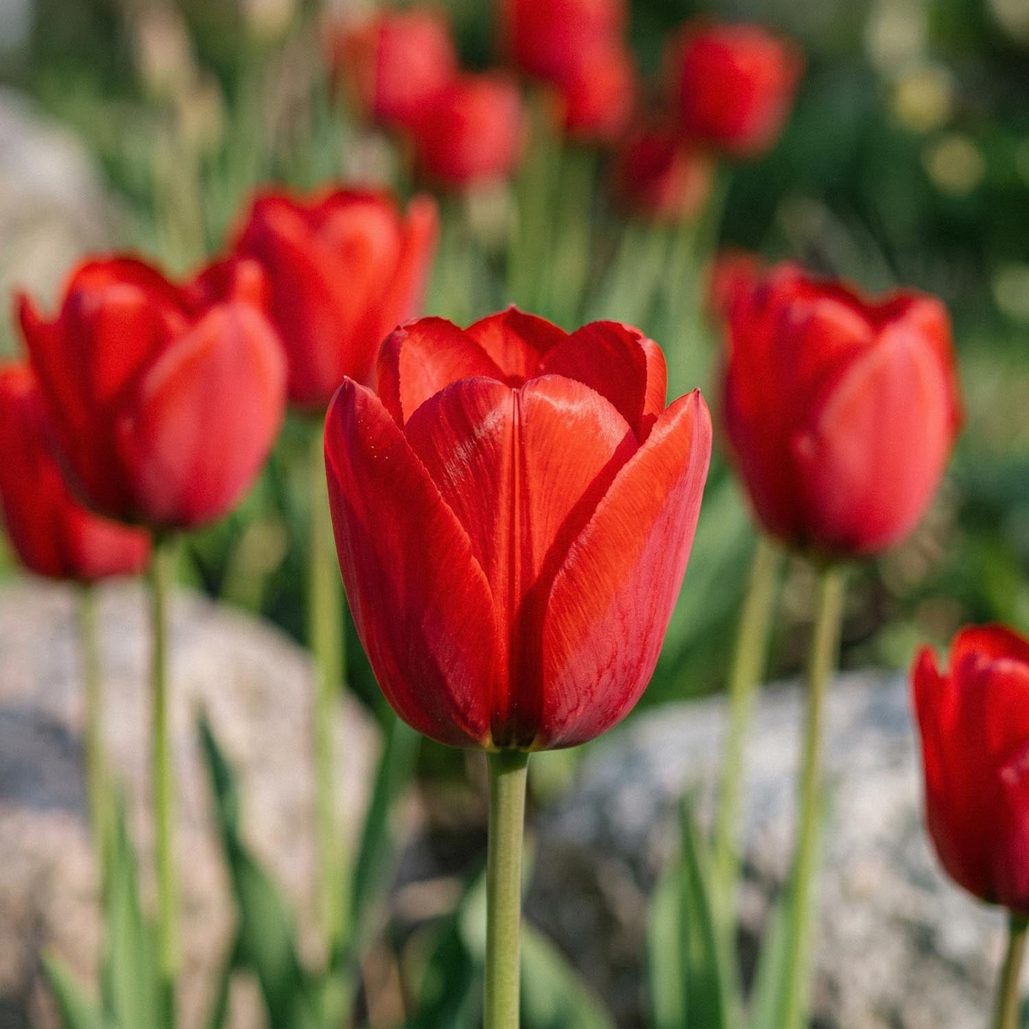Tulipan 'Kingsblood'
