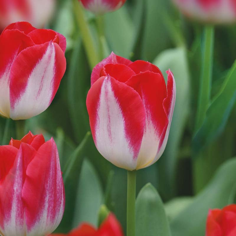 Tulipan 'Kissable'