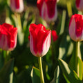 Tulipan 'Kissable'