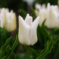 Tulipan 'Kyoko Takahashi'