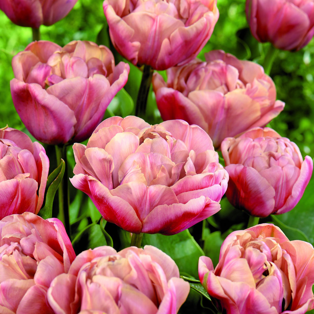 Tulipan 'La Belle Epoque'