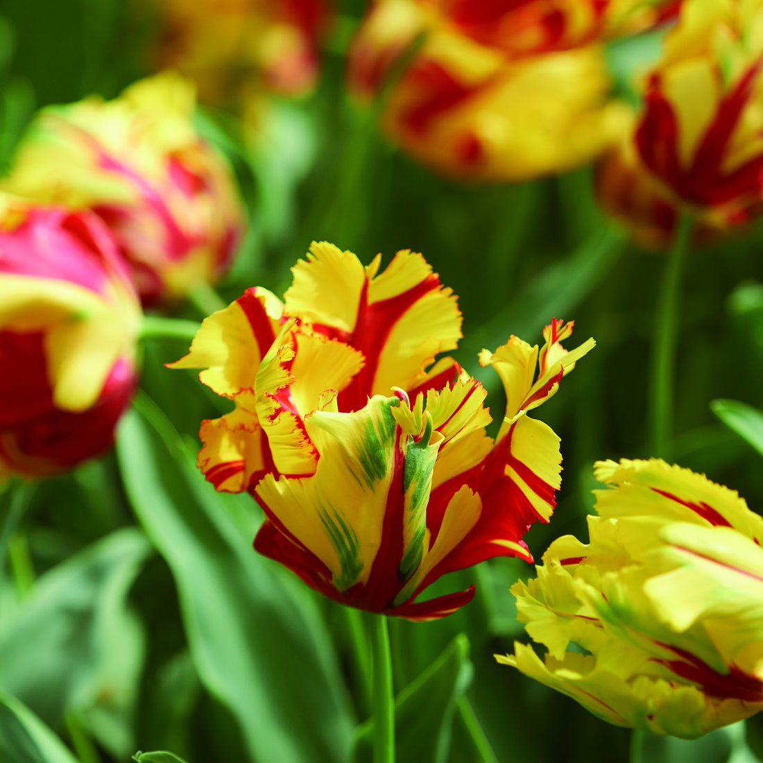 Tulipan 'La Courtine Parrot'