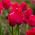 Tulipan 'Lady van Eijk'