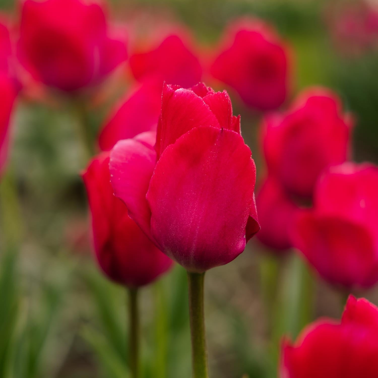 Tulipan 'Lady van Eijk'