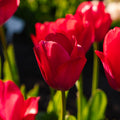 Tulipan 'Lady van Eijk'
