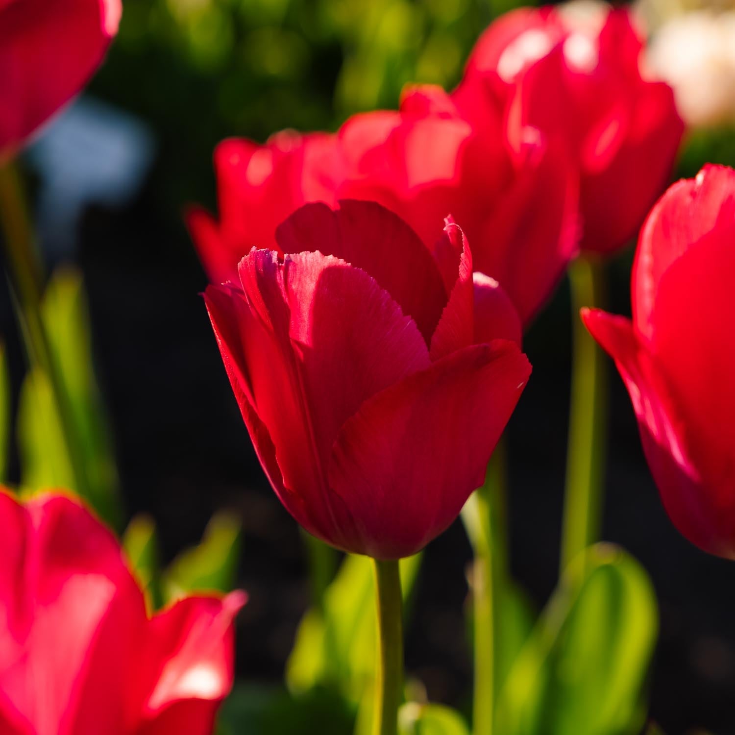 Tulipan 'Lady van Eijk'