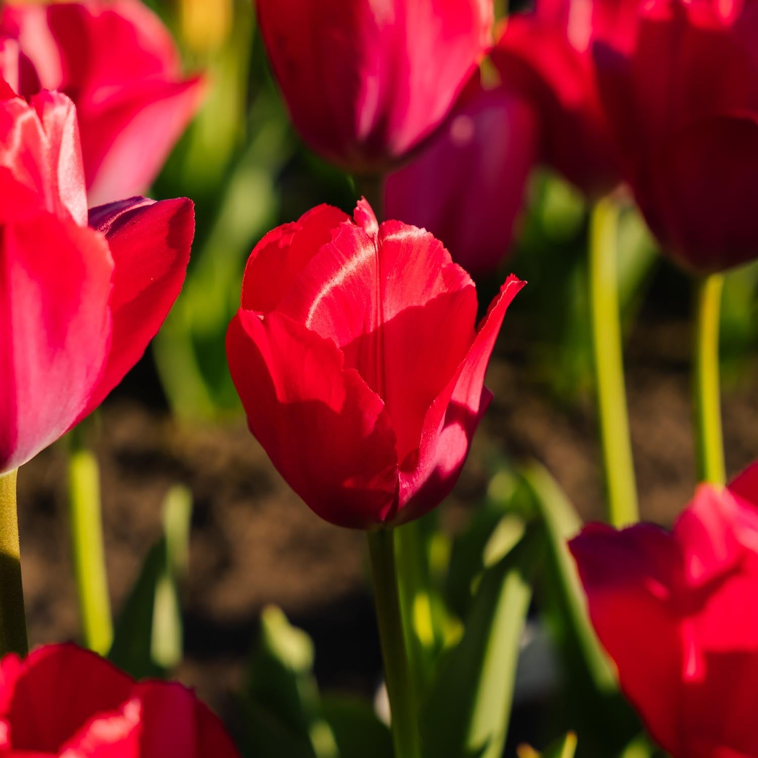 Tulipan 'Lady van Eijk'