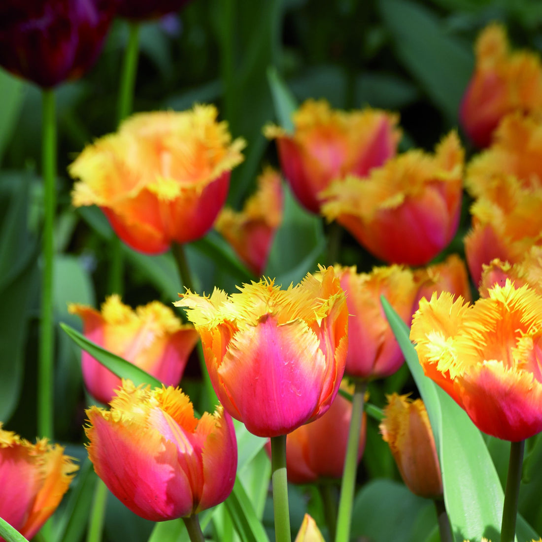 Tulipan 'Lambada'