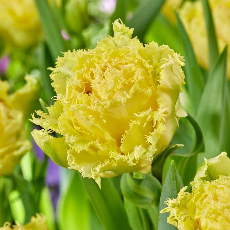 Tulipan 'Lemon Shoot'