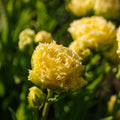 Tulipan 'Lemon Shoot'