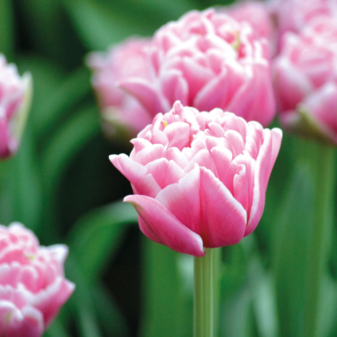 Tulipan 'Let's Dance'